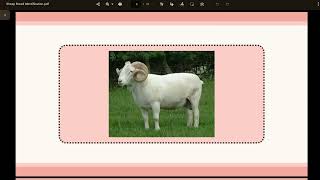 Sheep Breed Identification Video [upl. by Audras19]