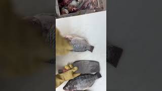 pescado la famosa tilapia [upl. by Ardaid]