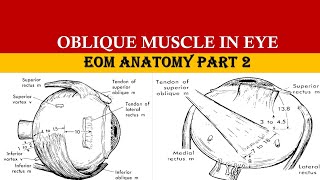 SUPERIOR OBLIQUE amp INFERIOR OBLIQUE MUSCLE [upl. by Coit]