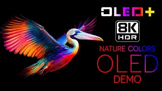 BEST OF OLED  Nature Color in 8K HDR  Dolby Vision™ [upl. by Siekram]