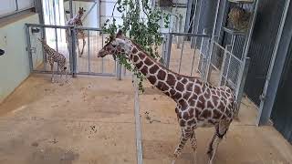 New Arrival at Whipsnade  Four Day Old Baby Reticulated Giraffe [upl. by Enicnarf]