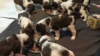 English Springer Spaniel Puppies [upl. by Schnurr]