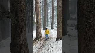 Walking Through the Snowy Manali Forest  Deodar Trees in Himachal Pradesh 2024 Shorts viralvideo [upl. by Ocko684]