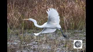 Grande aigrette [upl. by Cupo504]