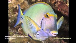 Eyestripe Surgeonfish [upl. by Kaplan]