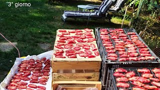 Pomodori secchi fatti in casa essiccati al sole ricetta della nonna [upl. by Iadam]