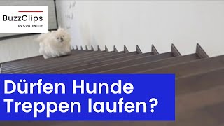 Dürfen Hunde Treppen laufen [upl. by Kcirtemed]