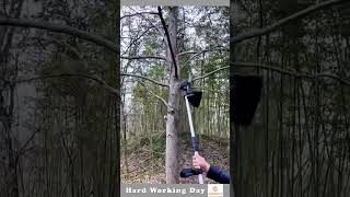 The Process Of Cutting Tree Branches With A Blade [upl. by Ahtinak]