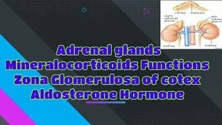 Functions of mineralocorticoids  Aldosterone Hormone  Zona Glomerulosa  Adrenal Glands [upl. by Sonny]