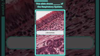 Histology Respiratory System Q9 [upl. by Magna113]