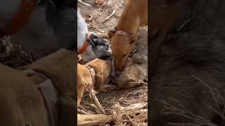 Coyote Hunting With Greyhounds coyote coyotehuntingwithdogs [upl. by Orfurd667]