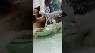 The end shortvideo cat mycatchannel funny petschannel pets yourcat yourpet [upl. by Ydde18]