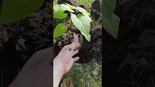 Growing Green Planting Catalpa Trees in Ohio amp Michigan from Seeds  Native Tree Care native tree [upl. by Byrd791]