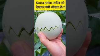 Kutta hamesha fakir Ko dekhkar kyon bhokta Hai 🤔facts shorts [upl. by Endaira337]