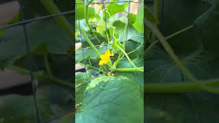 How I Hand Pollinate Cucumbers For A Higher Yield [upl. by Utas]