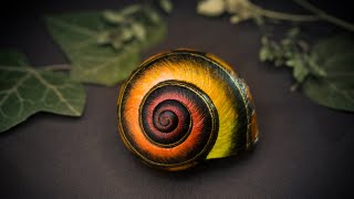 Priming a Snailshell for Halloween [upl. by Nezam397]