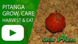 Pitanga plant  grow harvest and Eat [upl. by Nyre575]