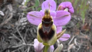 ORQUÍDEA ABEJERA Ophrys tenthredinifera riomoroscom [upl. by Atsirc]