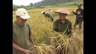 Rice Harvesting Systems English [upl. by Ignatz]