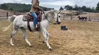 EVG Tessina 2016 Arabian mare [upl. by Saloma]