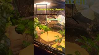 Bioactive enclosure update Amara loves it [upl. by Luemas947]