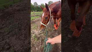 his huge eyes are so cute viral equestrian fypシ゚viral horsey [upl. by Desdamonna565]