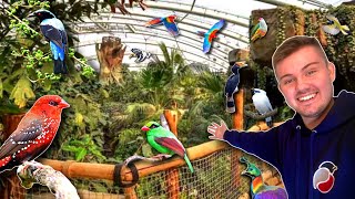 GIANT Rainforest Bird Aviary at Chester Zoo [upl. by Nesyla966]