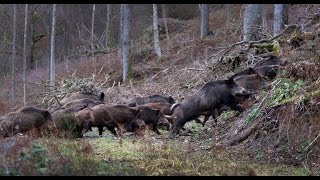 Wild boar hunting Montéria 2014 [upl. by Aiksa799]