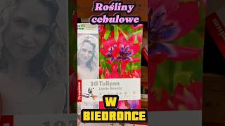 Oferta Biedronki rośliny cebulowe 2024 rośliny plants garden tulipan biedronka cebulowe [upl. by Namref387]