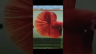 Idukki athoda headcut pannlamshortstrendingpetstamilaquariumfish bettafishfarm [upl. by Armando22]