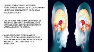 video especialización hemisférica cerebral [upl. by Keen]