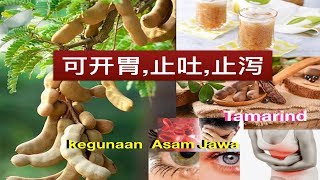 羅望子的功效与作用 Tamarind benefits kegunaan Asam Jawa [upl. by Attej598]