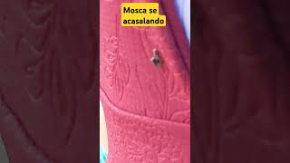 mosca se acasalando fyy fypシ゚viral [upl. by Wimsatt]