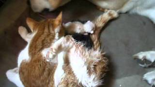 accouchement du chat aider par le chien [upl. by Eislehc]