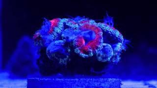 Time lapse Acan coral eating mysis shrimp [upl. by Leumek]