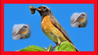 Common Redstart Song Common Redstart Call Sound Colirrojo Real Canto  Phoenicurus Phoenicurus [upl. by Baxy]