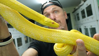 We Bought The ONLY Albino Red Tailed Rat Snake In The World [upl. by Kcirdnekel126]