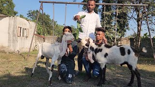 ₹14000 Se Denge Hyderabadi Bakre At Agwan Goat Farm Surat  Hydpat Bakriyaa Bhi Available [upl. by Gorski]