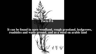 Agrostis gigantea Top  9 Facts [upl. by Akinihs244]