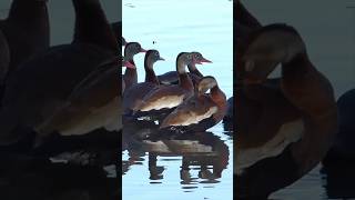 The Blackbellied Whistling Duck A Quirky and Fascinating Treeliving Bird [upl. by Anhaj]