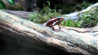 Tricolor Poison Dart Frog Calling [upl. by Ailisec156]