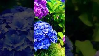 Beautiful hydrangea flower 🌼  hydrangea flower Beautiful hydrangea flower [upl. by Nereil]