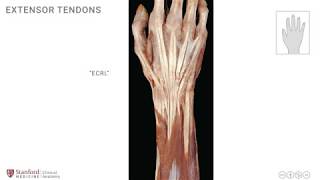 Anatomy of the Upper Limb Extensor Muscles to Fingers [upl. by Harvard]