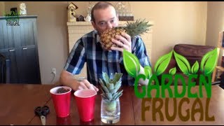 How to grow a pineapple from the pineapple you just ate [upl. by Ackerley]