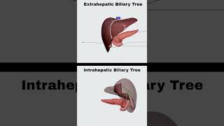 Biliary Tree Anatomy usmle anatomy medicine medicalstudent medicalanimation medschool [upl. by Ecirehs915]