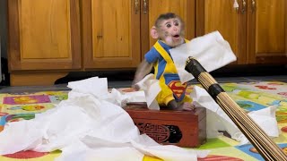 The chubin monkey playfully tore all of his fathers napkins [upl. by Freda]