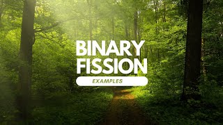 Binary fission in Animals and Humans Baby goat  Museum series DrTariqRajputbinaryfission [upl. by Afesoj]