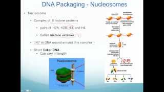 Chromatin Nucleosomes and Epigenetic Inheritance [upl. by Rapsac]