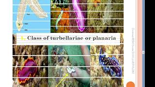 What are the Metazoans tridermic ACOELOMATES COURSE 11 [upl. by Enida699]