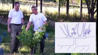 Comment tailler la vigne en cordon de Royat [upl. by Hales]